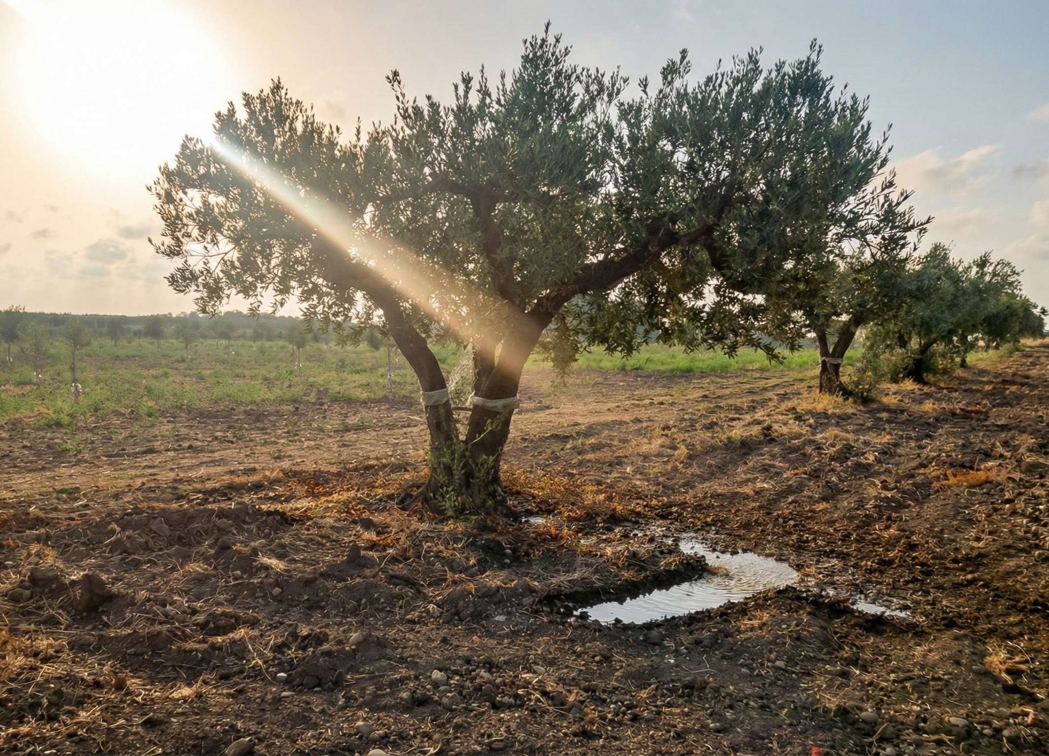 Ancient olive tree in Selinunte