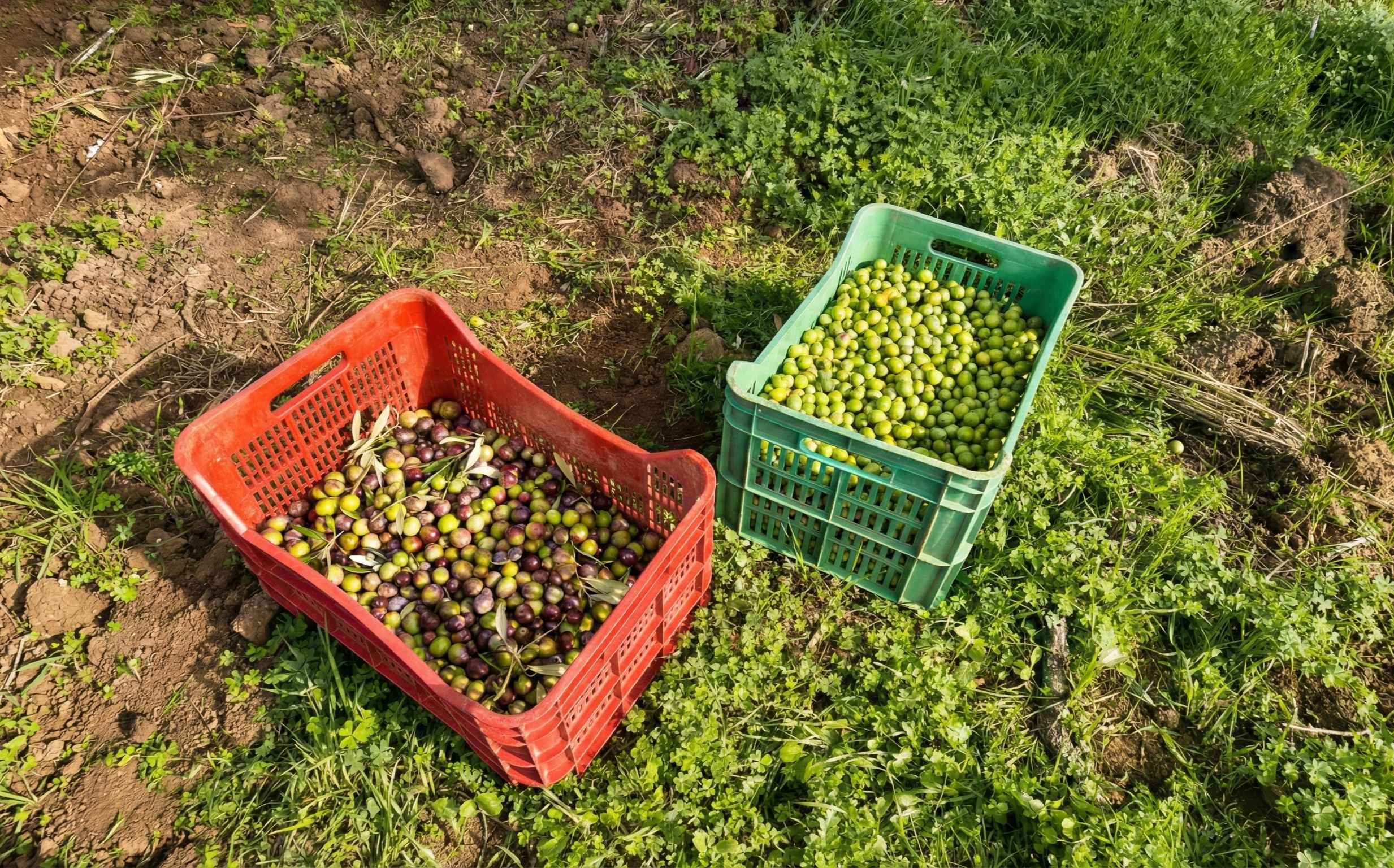 Fresh harvested Nocellara del Belice olives