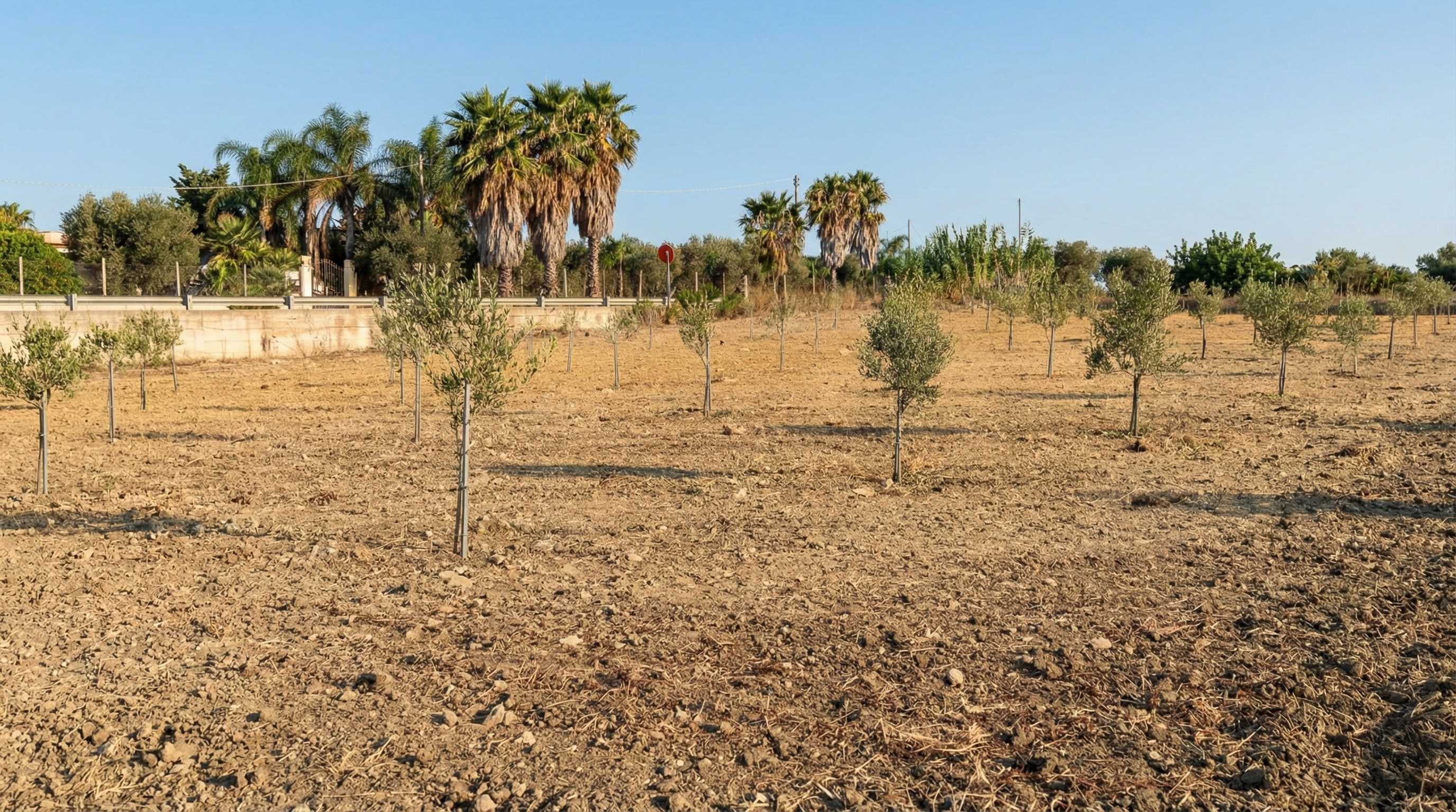 Sicilian olive groves 2