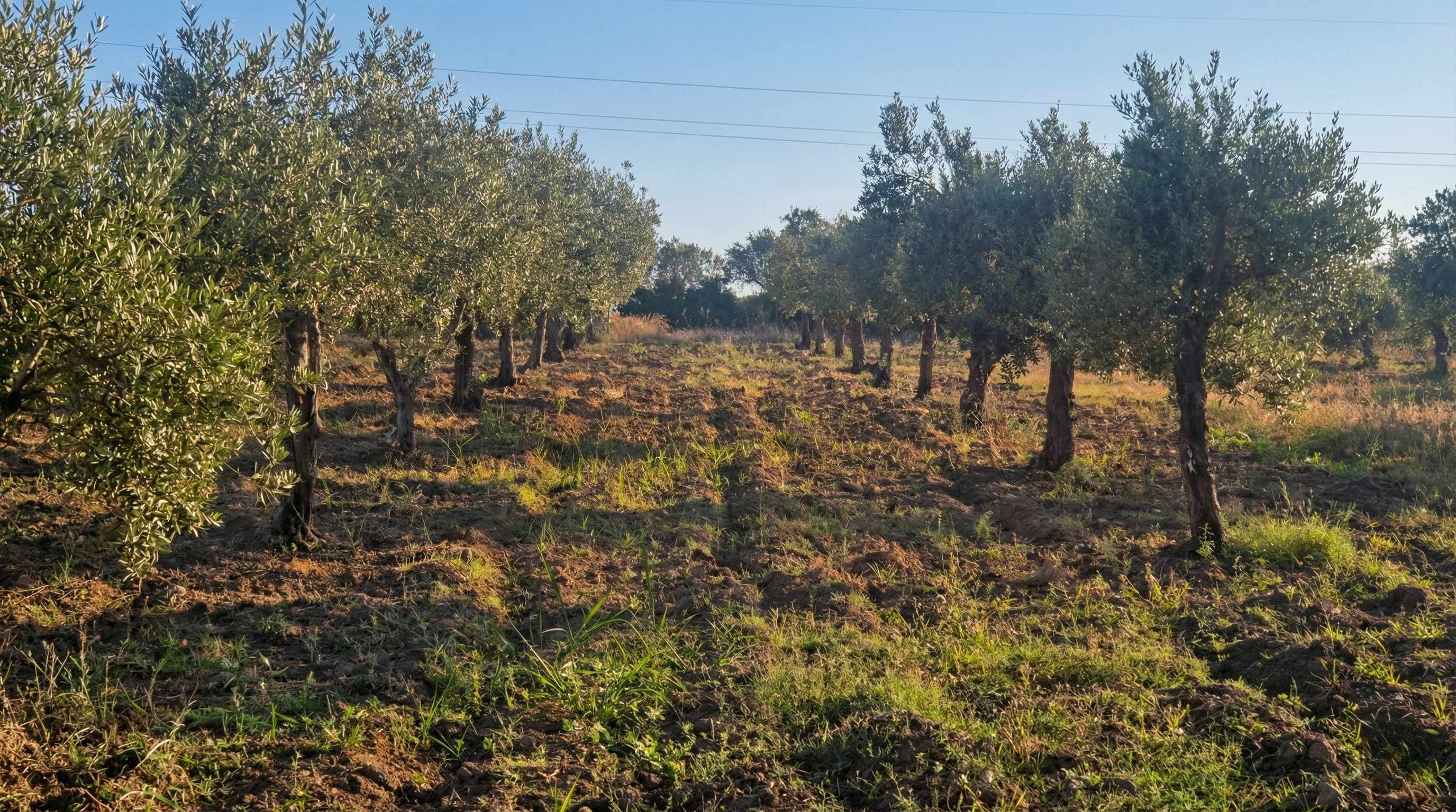 Sicilian olive groves 4