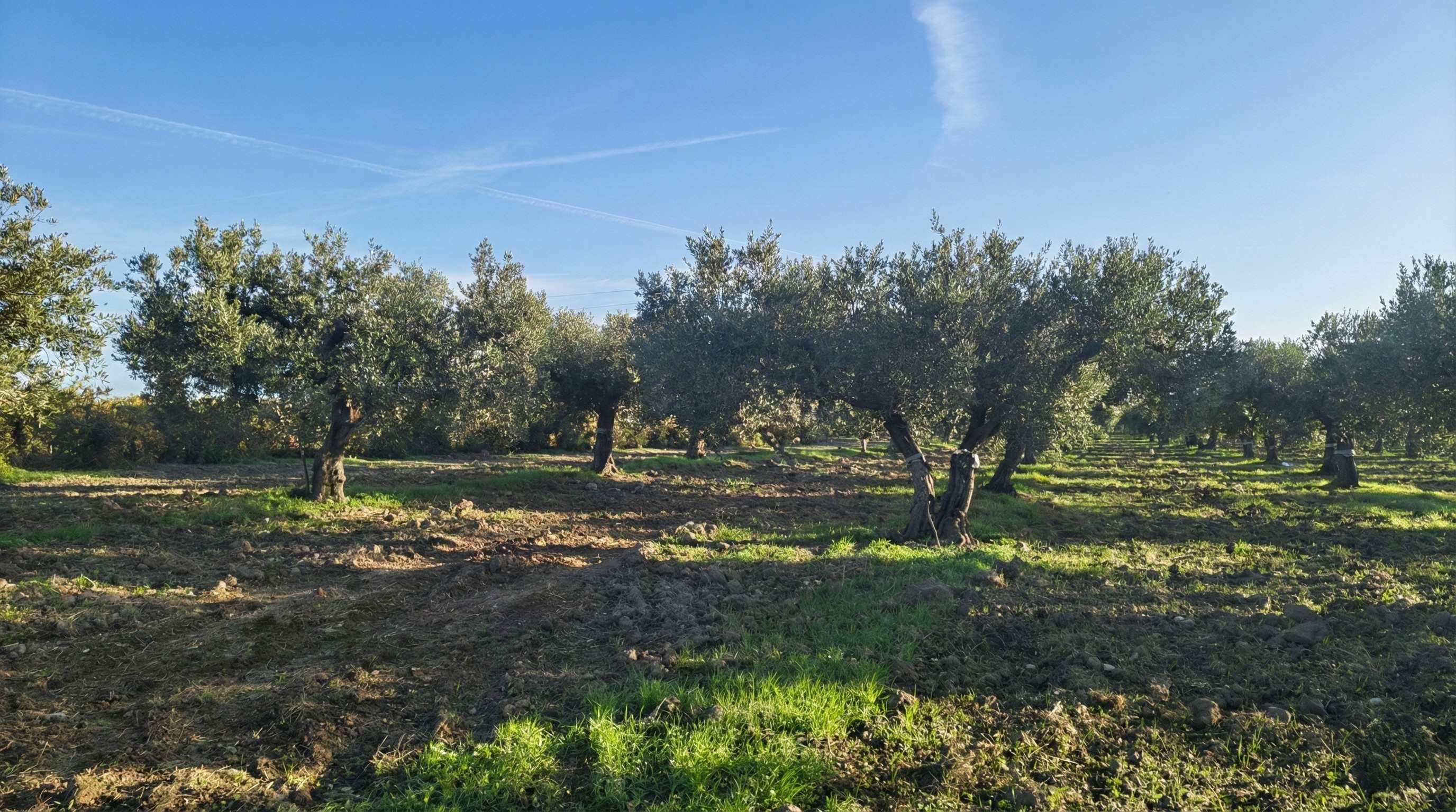Sicilian olive groves 5